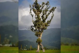 Шагающий рата: дерево-энт из Новой Зеландии, живущее тысячу лет