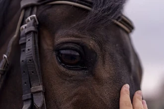 Родина всех лошадей: как одомашнивание в Челябинской области изменило мир