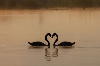 Развенчан миф о верности: черные лебеди нередко меняют партнеров