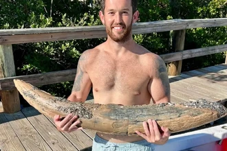 У побережья Флориды нашли гигантский бивень доисторического мастодонта