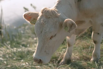 Первые фермеры разводили скот в Северной Европе более 6000 лет назад