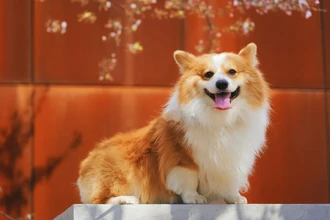 Выразительность волка и собаки: как селекция упростила язык мимики