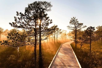 Гать своими руками: древняя технология для дороги через болото