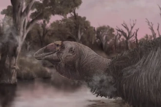 Обнаружен череп гигантской птицы: 230-килограммовый «гигагусь» из Австралии