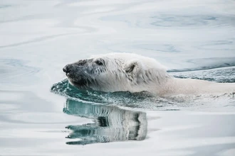 Белые медведи на грани: как удлиняющееся лето ведет их к голодной смерти