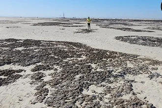 Строматолиты и мамонты: главные открытия недели об эволюции жизни