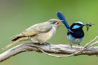 Вечная война кукушек и их жертв: как обман создаёт новые виды