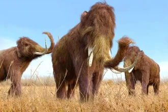 Коллаген раскрывает тайну: чьи кости скрывались в музеях 10 000 лет