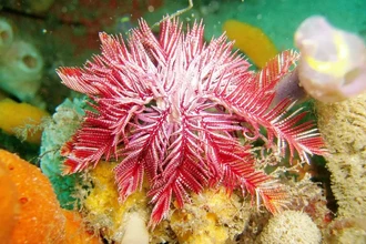 Как древние черви наполнили Землю кислородом и жизнью 480 млн лет назад