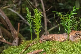 Рекордный геном: ДНК папоротника в 50 раз длиннее человеческой