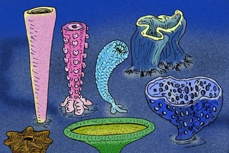 Тектоника плит: первое вымирание кембрийского периода