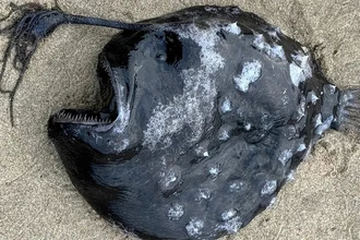 Редкий глубоководный удильщик выброшен на побережье Орегона: фото и детали находки