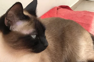 Вирусы вместо антибиотиков: как новая терапия спасла жизнь коту