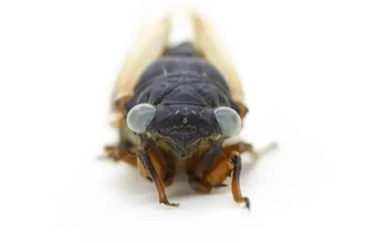 Мальчик нашёл уникальную цикаду с голубыми глазами: генетическая аномалия