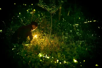 Как и зачем светятся светлячки: химия ночных огоньков