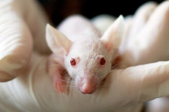 ZT-1a: как новое соединение может остановить отек мозга после инсульта