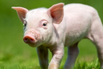 Новая клеточная терапия сердца: регенерация без побочных эффектов