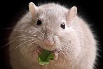 Как астроциты мозга управляют ожирением: открыт новый механизм