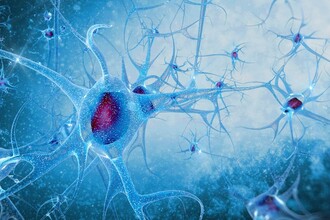 Как NAC защищает мозг: открытие в борьбе с Альцгеймером и Хантингтоном