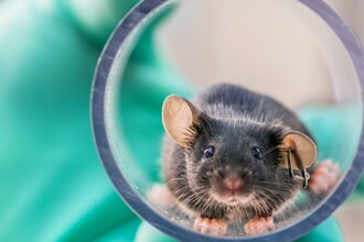 Нанолипосомы с M13: как лечат колит и предотвращают рак кишечника