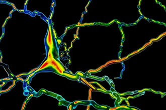 Пересадка нейронов: новый способ заставить мозг снова производить дофамин