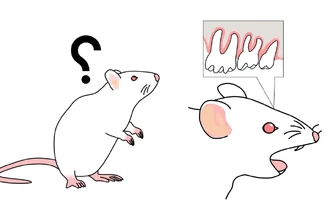 Потеря зубов и память: как жевание влияет на здоровье мозга