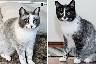 Секрет финских кошек-салмиак: найдена генетическая мутация