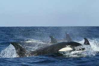 Разгадано поведение косаток: почему они атакуют яхты в Европе