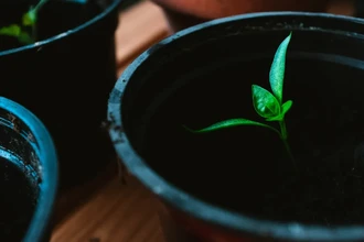 Растение-детектор: биосенсор меняет цвет, обнаружив опасный пестицид