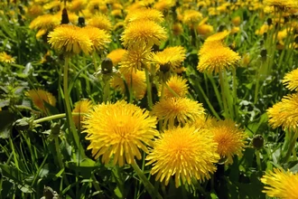 Одуванчик — не сорняк: 5 удивительных рецептов из золотых цветов