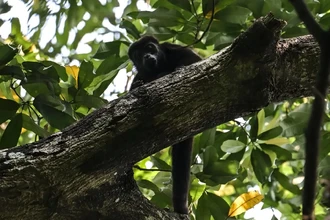Из-за жары в Мексике обезьяны падают с деревьев замертво