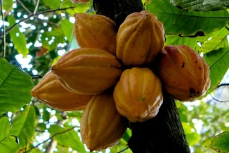 Новый шоколад из отходов какао-фрукта: полезнее, слаще и экологичнее