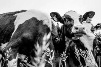 В Мичигане второй работник фермы заразился птичьим гриппом H5N1 от коровы