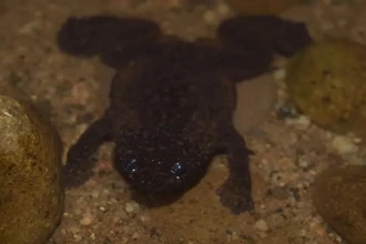 Загадка лягушки с Борнео: как крошечные легкие оставались невидимыми