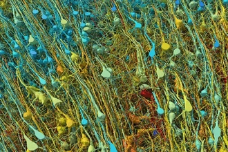 Самоорганизация мозга: как нейроны строят мысли без инструкций