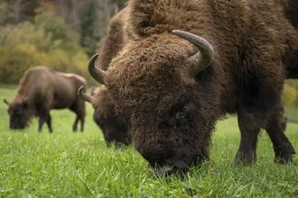 Как дикие зубры борются с выбросами углерода лучше тысяч автомобилей