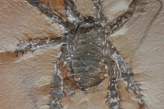 Загадочный паук-рыцарь: найден новый вид с шипастыми лапами