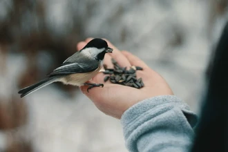 Наблюдение за птицами — научно доказанный способ быстро улучшить настроение