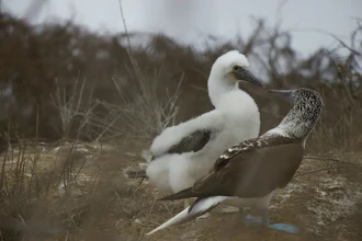 Как общаются животные: тайные языки феромонов, звуков и танцев
