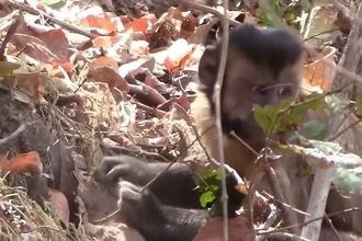 Капуцины добывают пищу камнями и палками: уникальные кадры