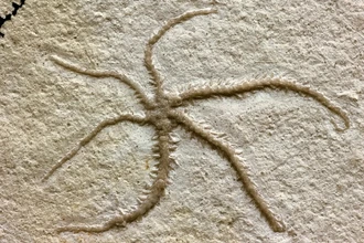 Застывшая регенерация: офиура клонировала себя 155 миллионов лет назад