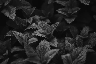 Ментол против ожирения: как мятная свежесть помогает бороться с воспалением и весом