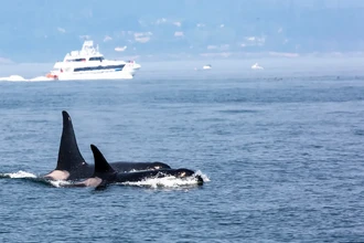 Косатки снова атаковали: почему киты топят яхты в Гибралтарском проливе