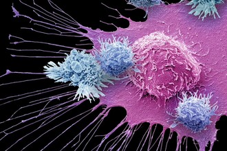 Ученые расшифровали структуру фермента ACLY — новой цели для лечения рака