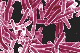 Иммунотерапия против туберкулеза: новая стратегия усиливает защиту организма