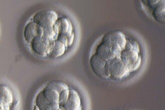 Эмбриональные исследования после 14 дней: почему этические правила смягчают?