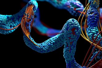 Искусственная ДНК против рака: как молекулярные шпильки атакуют опухоль