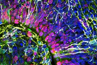 Учёные вырастили мозговой органоид с волнами, как у недоношенного ребёнка