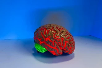 Зачем нам сон: учёные раскрывают механизм ночной «перезагрузки» мозга