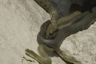 Зачем водяные ужи притворяются мертвыми и обмазываются фекалиями